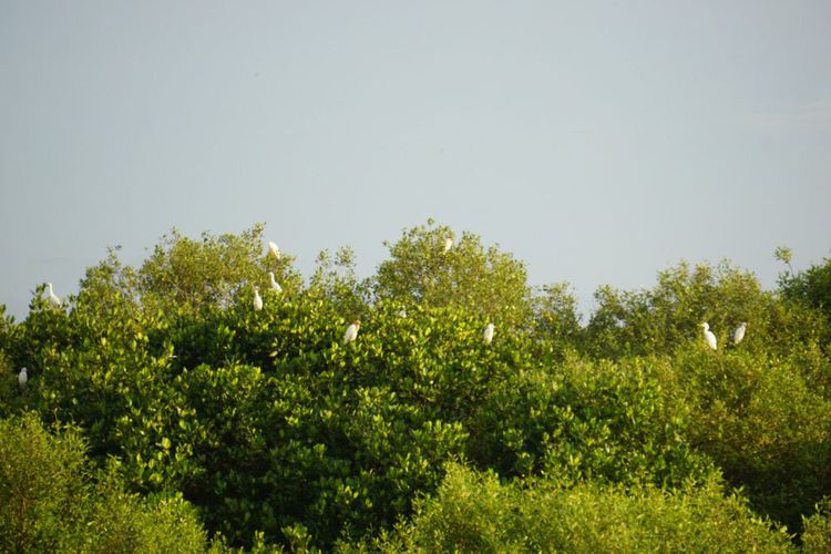 Burung Air Situbondo